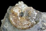 Sphenodiscus Ammonite- South Dakota #73864-2